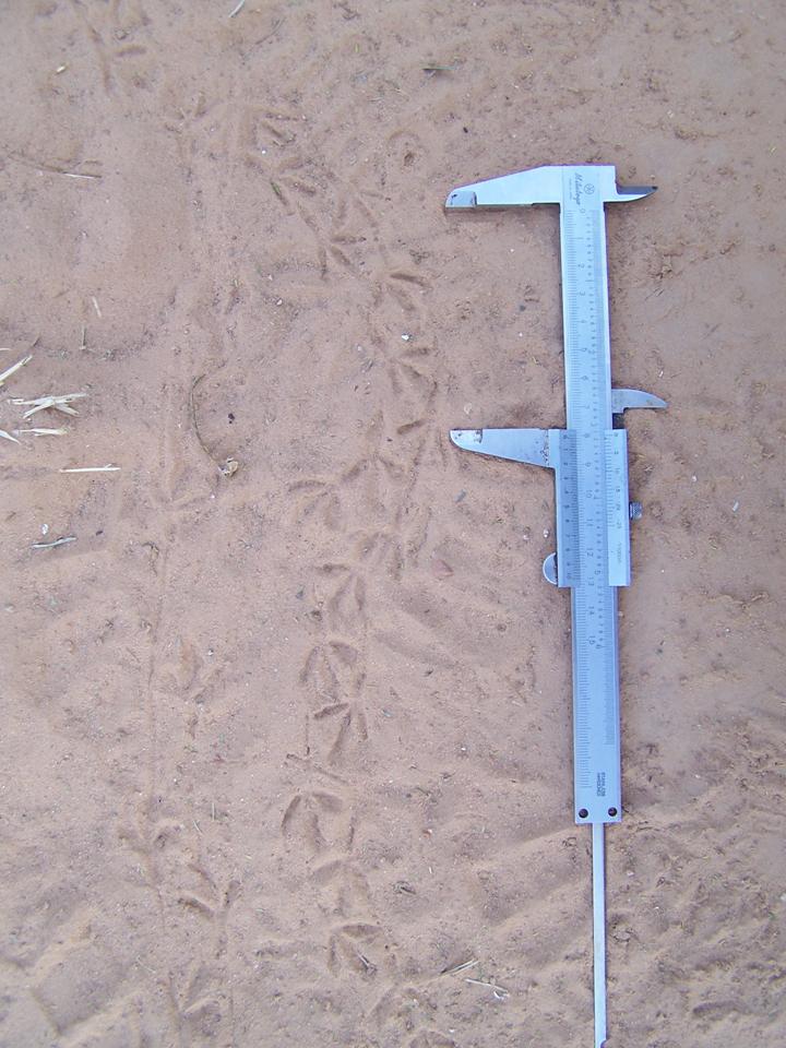 FIGURE 15 FIGURE 15